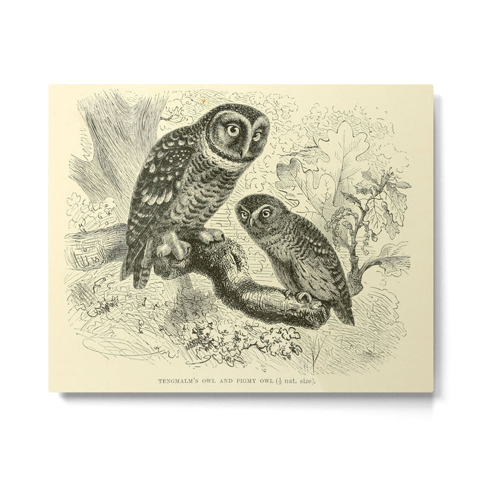 Tengmalm's owl and Pigmy owl (1893) Metal Print Gallery Image 1