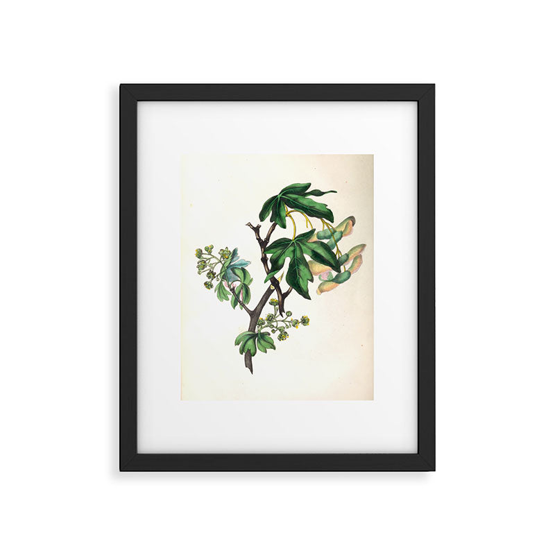 The Common Maple, from "The Spirit of the Woods," 1849 (benefiting the Arbor Day Foundation) Framed Art Print Gallery Image 5