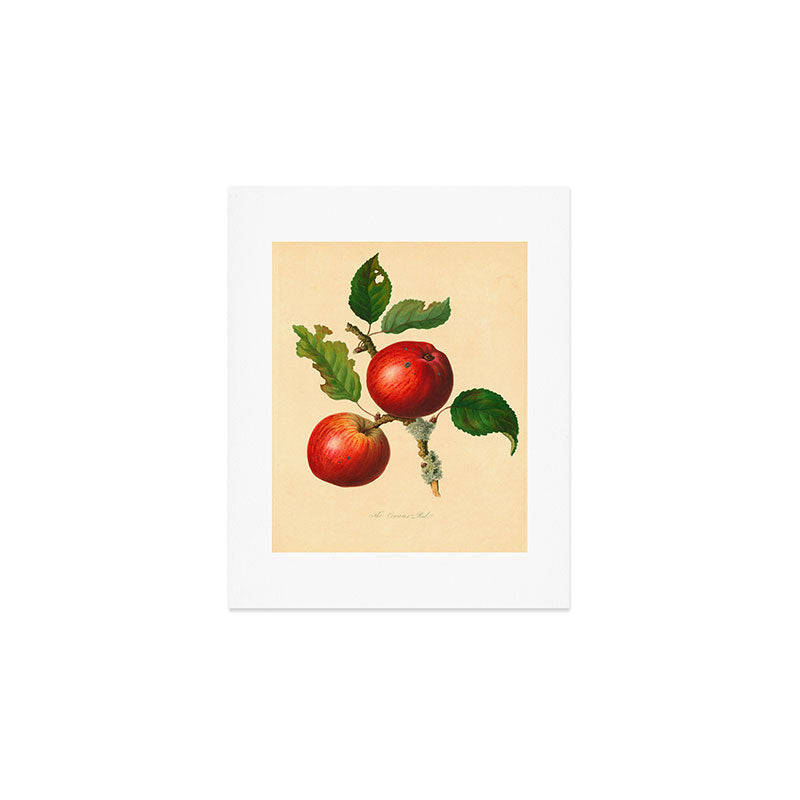 The Cowarne Red Apple (1811) Art Print Gallery Image 1