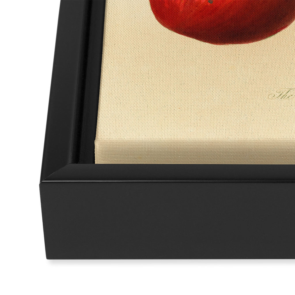 The Cowarne Red Apple (1811) Framed Canvas Print Gallery Image 3
