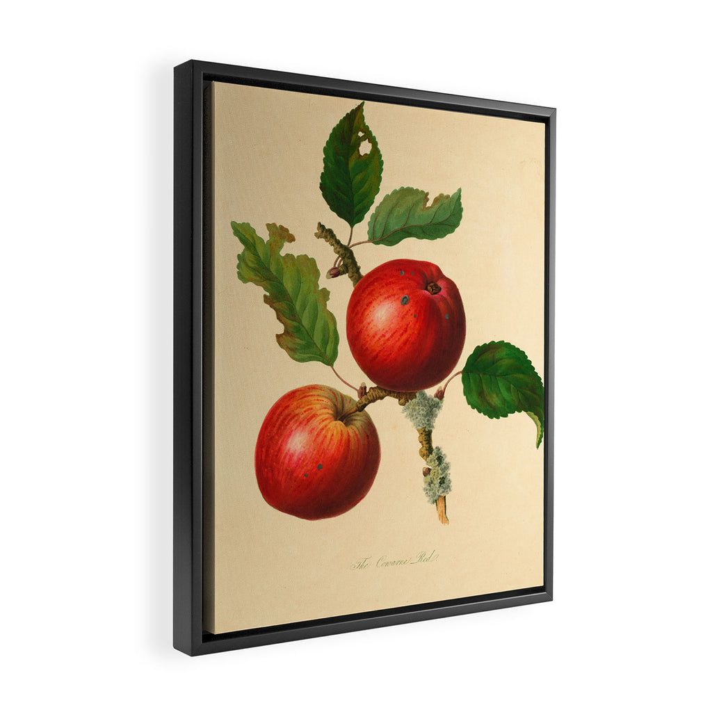 The Cowarne Red Apple (1811) Framed Canvas Print Gallery Image 2