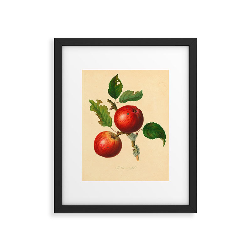 The Cowarne Red Apple (1811) Framed Art Print Gallery Image 5