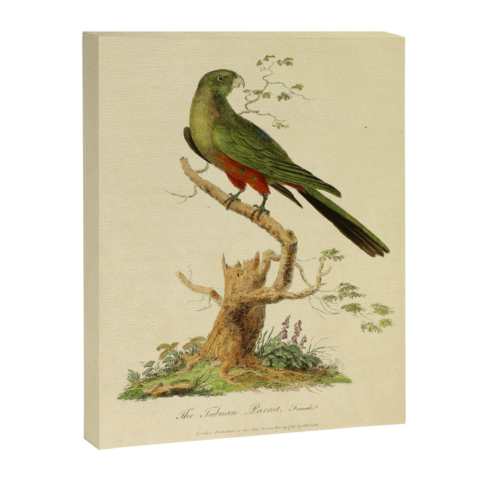 "The Fabian Parrot, female" by Sarah Stone, 1790 Canvas Print Gallery Image 1