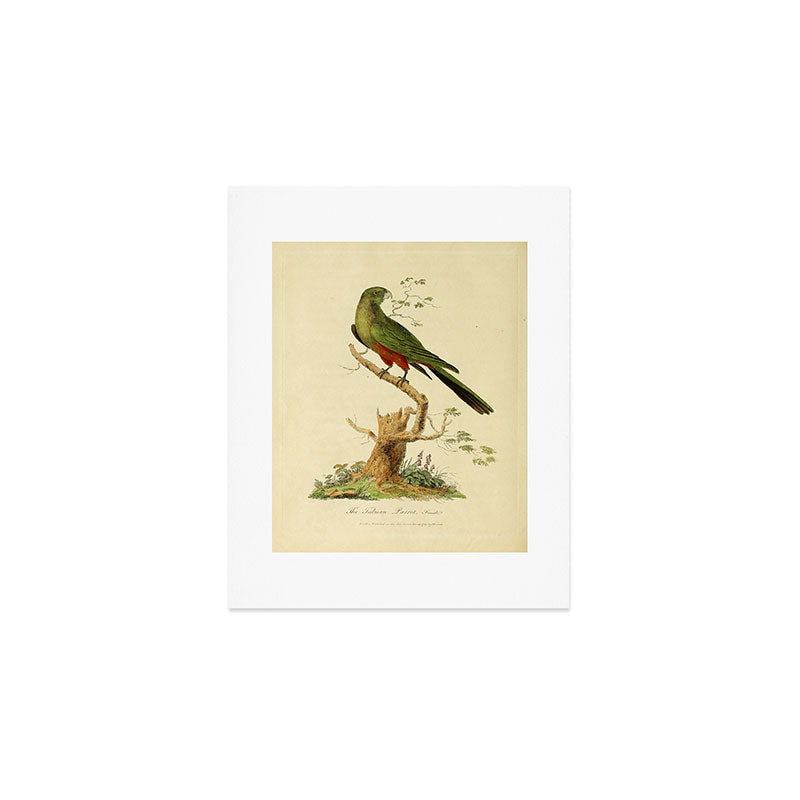 "The Fabian Parrot, female" by Sarah Stone, 1790 Art Print Gallery Image 1