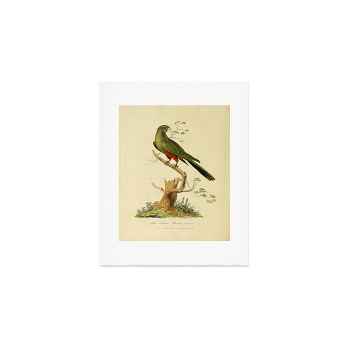 "The Fabian Parrot, female" by Sarah Stone, 1790 Art Print Gallery Image 1