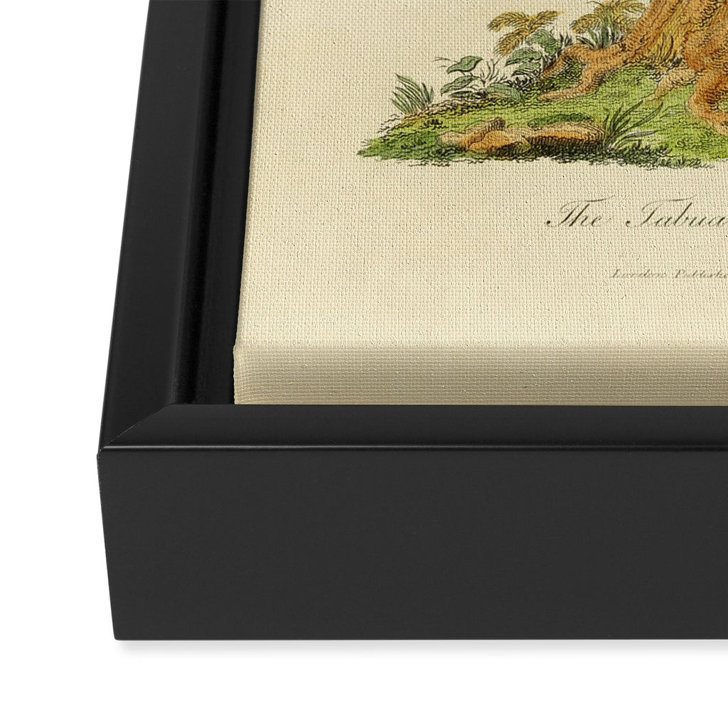 "The Fabian Parrot, female" by Sarah Stone, 1790 Framed Canvas Print Gallery Image 3