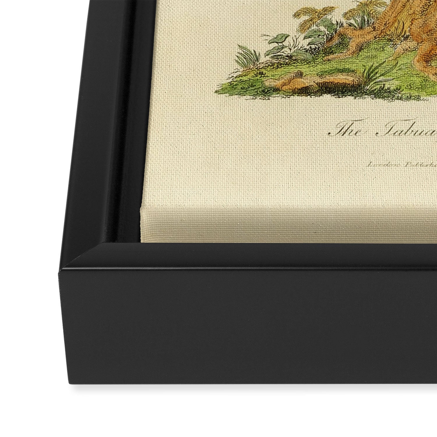 "The Fabian Parrot, female" by Sarah Stone, 1790 Framed Canvas Print Gallery Image 3