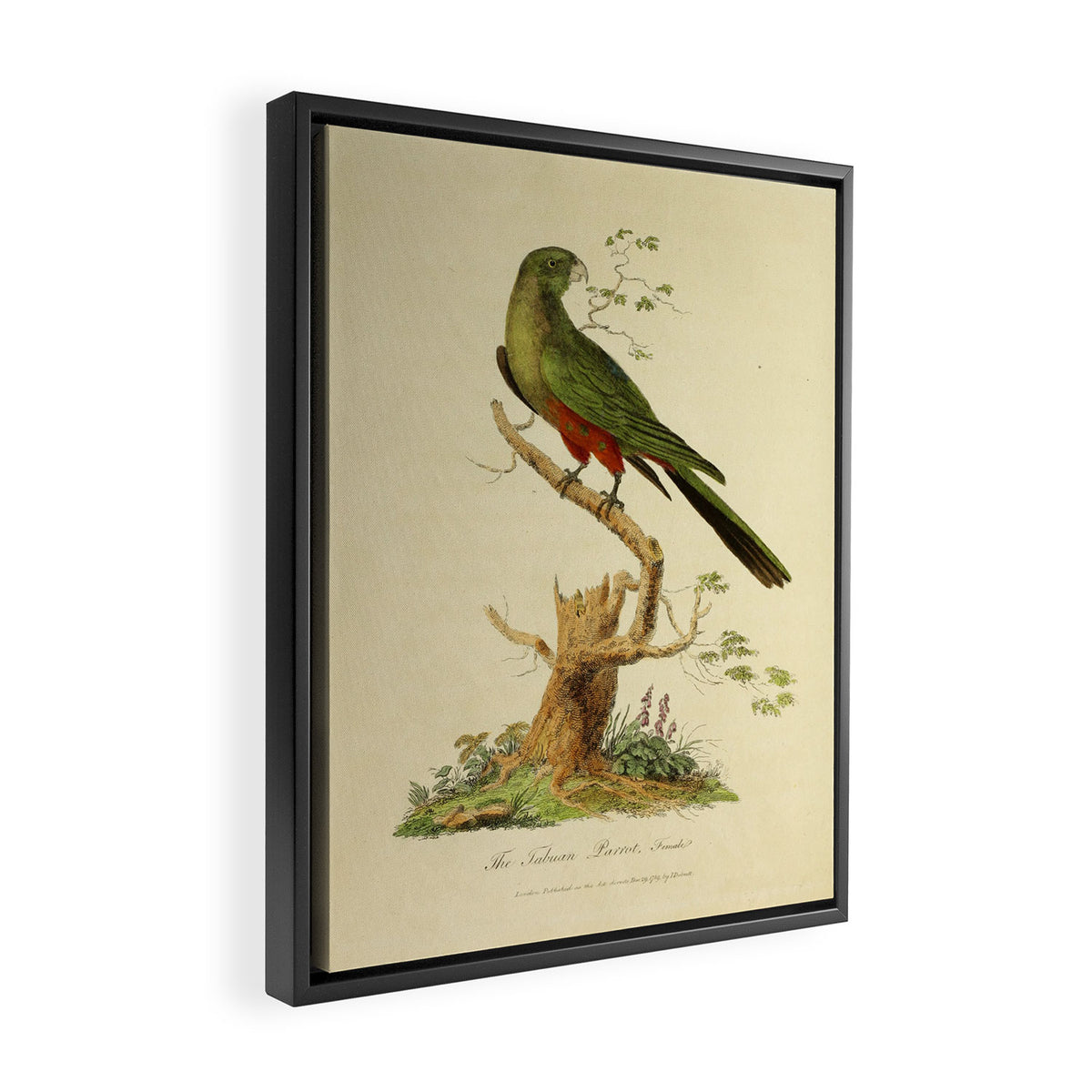 "The Fabian Parrot, female" by Sarah Stone, 1790 Framed Canvas Print Gallery Image 2
