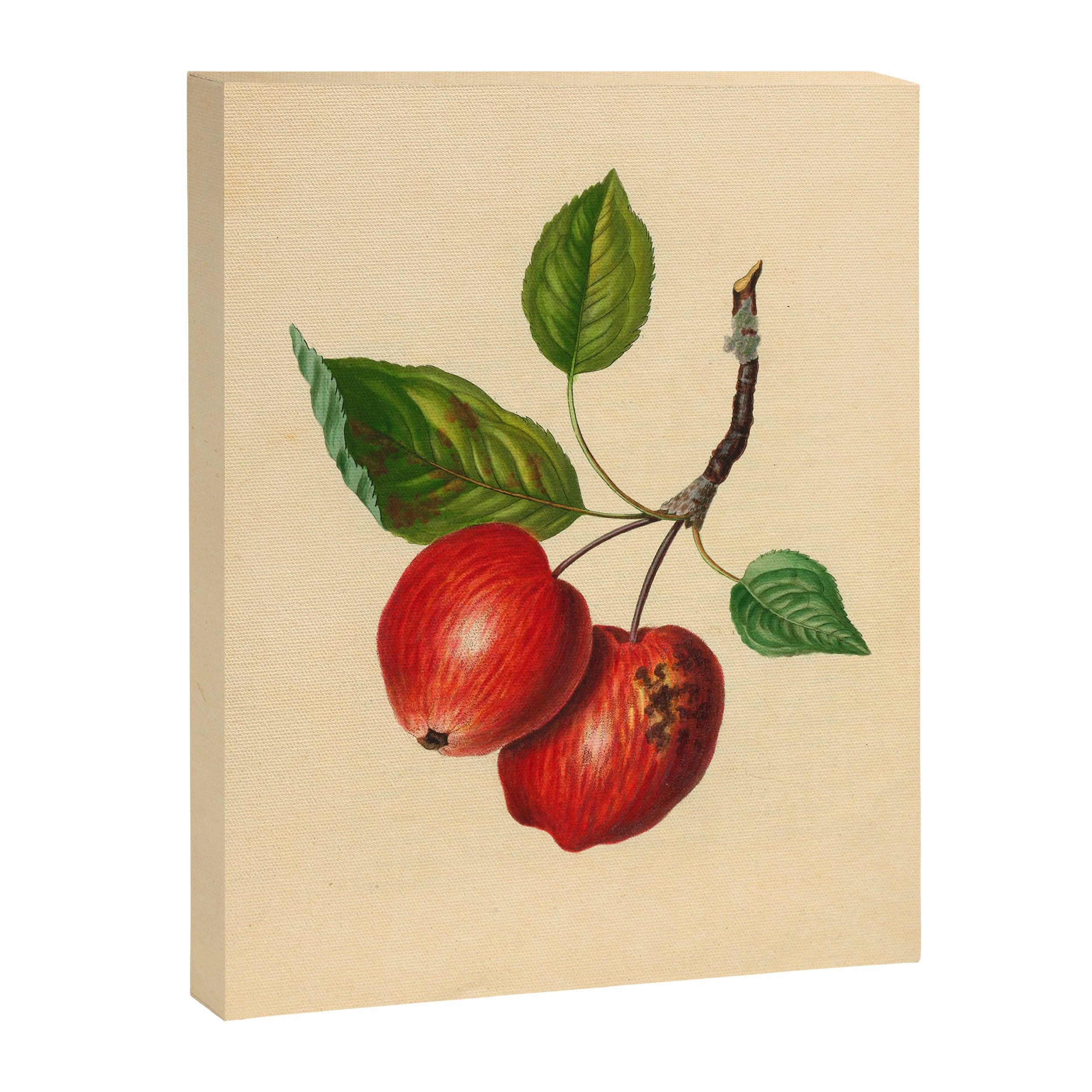 The Foxwhelp Apple (1811) Canvas Print Gallery Image 6