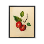 The Foxwhelp Apple (1811) Framed Canvas Print Gallery Image 6