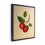 The Foxwhelp Apple (1811) Framed Canvas Print Gallery Image 2