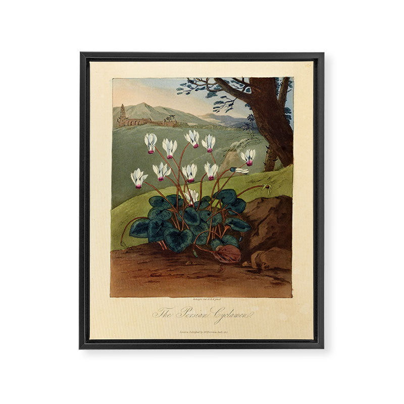 The Persian Cyclamen from "The Temple of Flora," 1812 (benefitting The Nature Conservancy)  Framed Canvas Print Gallery Image 6
