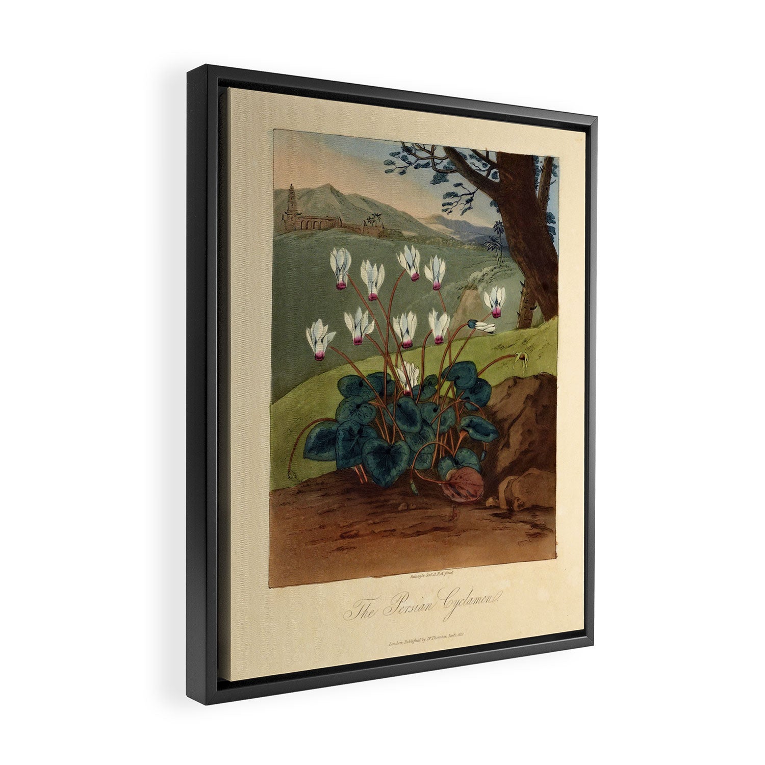 The Persian Cyclamen from "The Temple of Flora," 1812 (benefitting The Nature Conservancy)  Framed Canvas Print Gallery Image 2