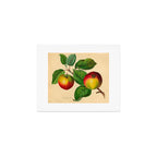 The Red Must Apple (1811) Art Print Gallery Image 1