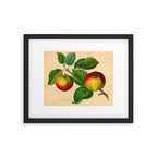 The Red Must Apple (1811) Framed Art Print Gallery Image 5
