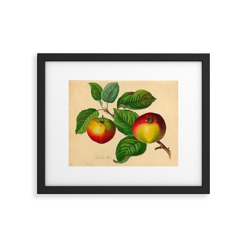 The Red Must Apple (1811) Framed Art Print Gallery Image 5