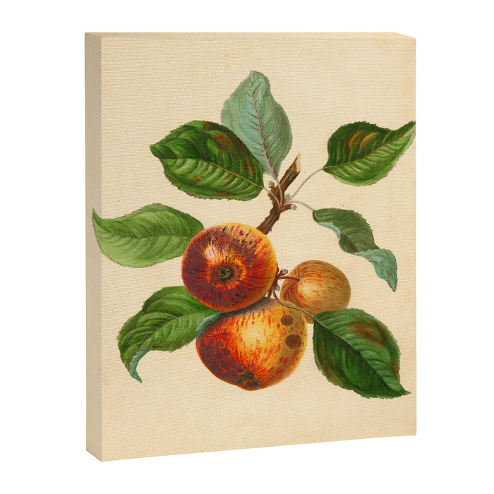 The Redstreak Apple (1811) Canvas Print Gallery Image 1