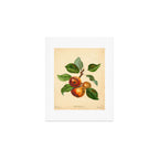 The Redstreak Apple (1811) Art Print Gallery Image 1