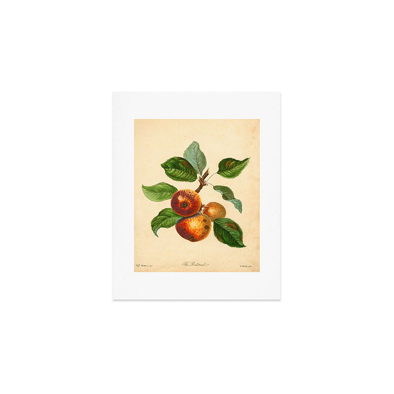 The Redstreak Apple (1811) Art Print Gallery Image 1