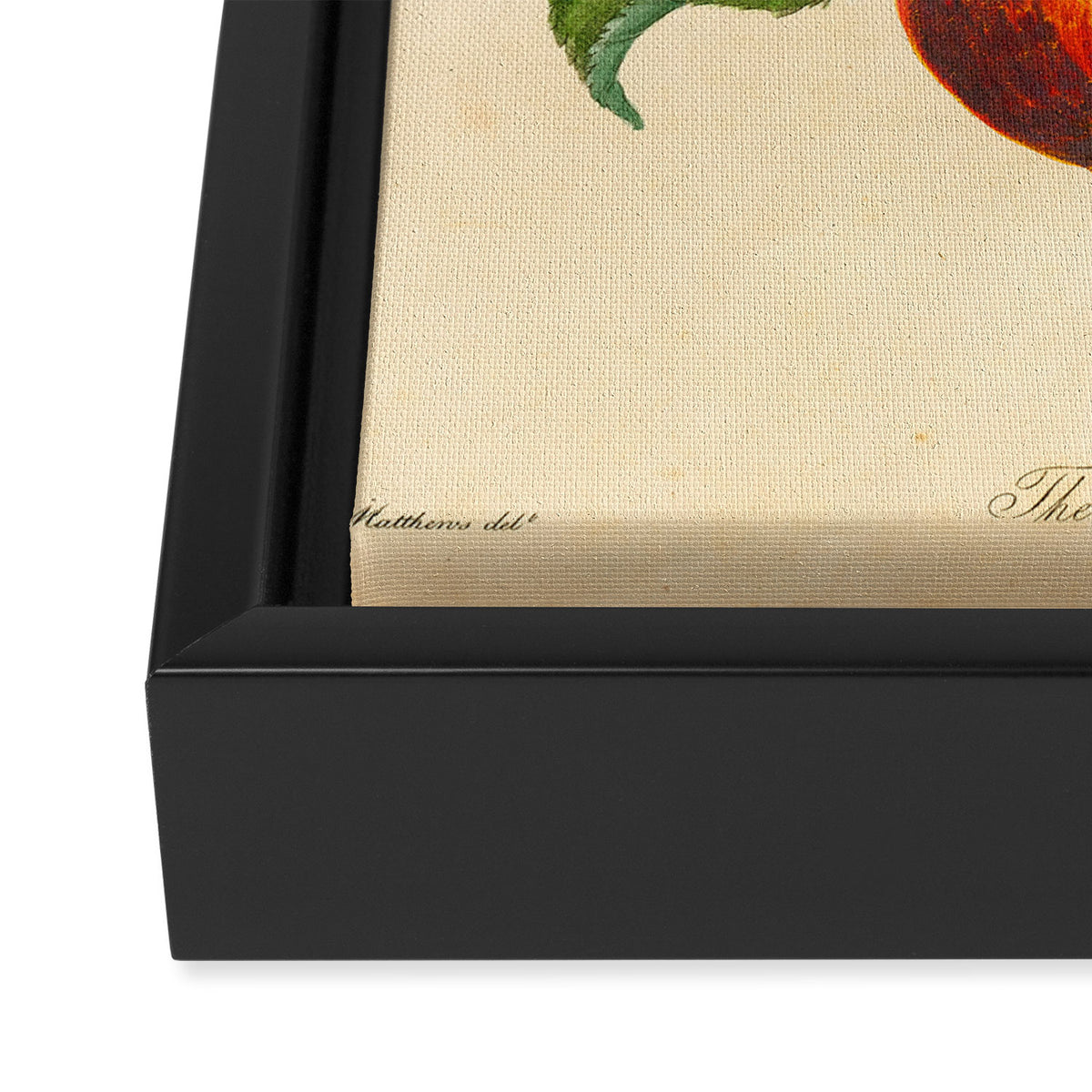 The Redstreak Apple (1811) Framed Canvas Print Gallery Image 3