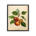 The Redstreak Apple (1811) Framed Canvas Print Gallery Image 6