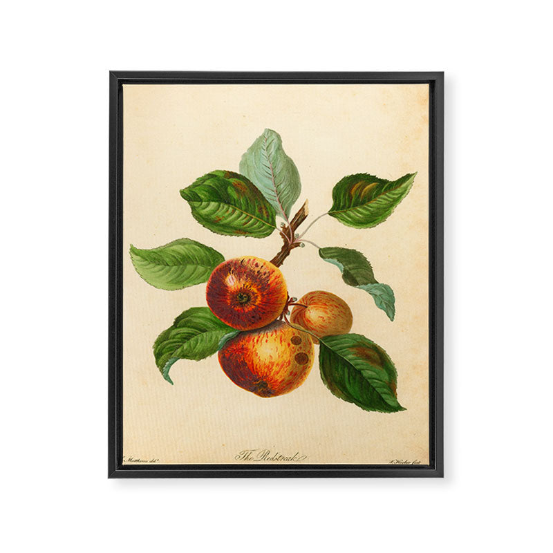 The Redstreak Apple (1811) Framed Canvas Print Gallery Image 6