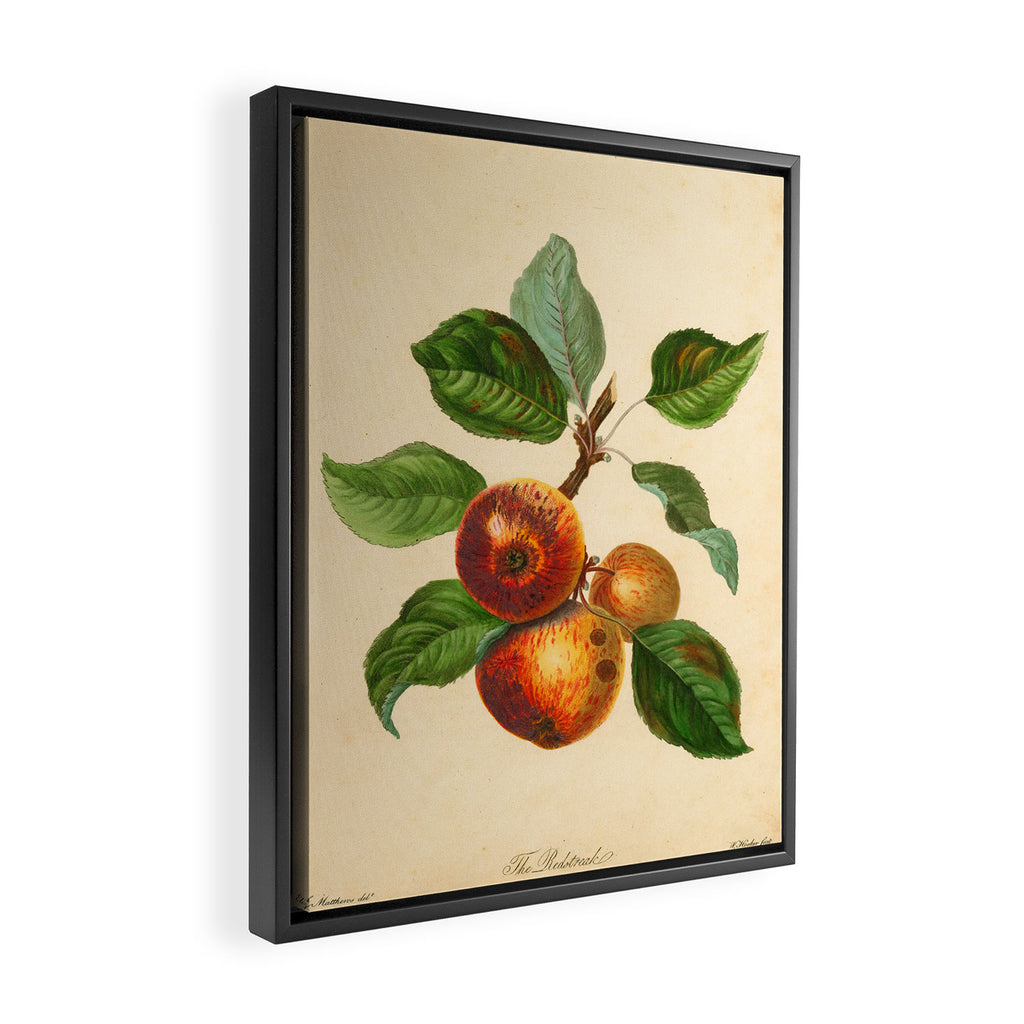 The Redstreak Apple (1811) Framed Canvas Print Gallery Image 2
