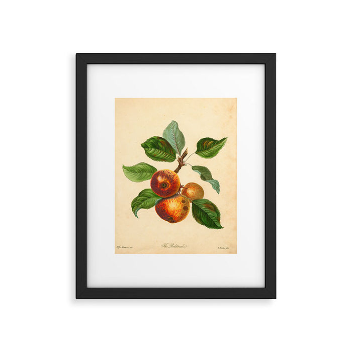 The Redstreak Apple (1811) Framed Art Print Gallery Image 1