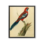 "The Splendid Parrot" by Sarah Stone, 1790s Framed Canvas Print Gallery Image 6
