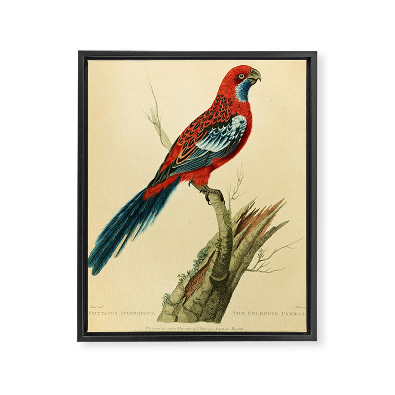 "The Splendid Parrot" by Sarah Stone, 1790s Framed Canvas Print Gallery Image 6