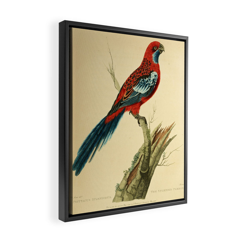 "The Splendid Parrot" by Sarah Stone, 1790s Framed Canvas Print Gallery Image 2