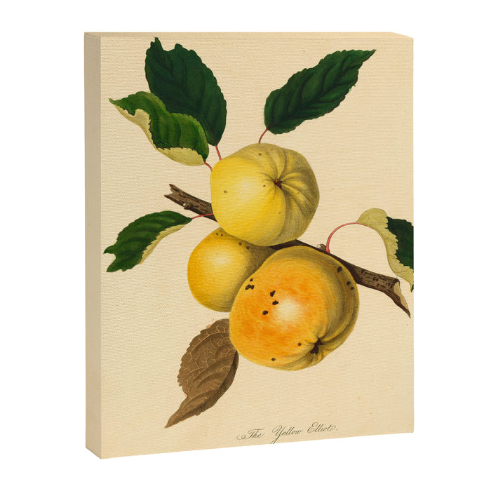 The Yellow Elliot Apple (1811) Canvas Print Gallery Image 1