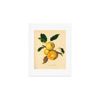 The Yellow Elliot Apple (1811) Art Print Gallery Image 1