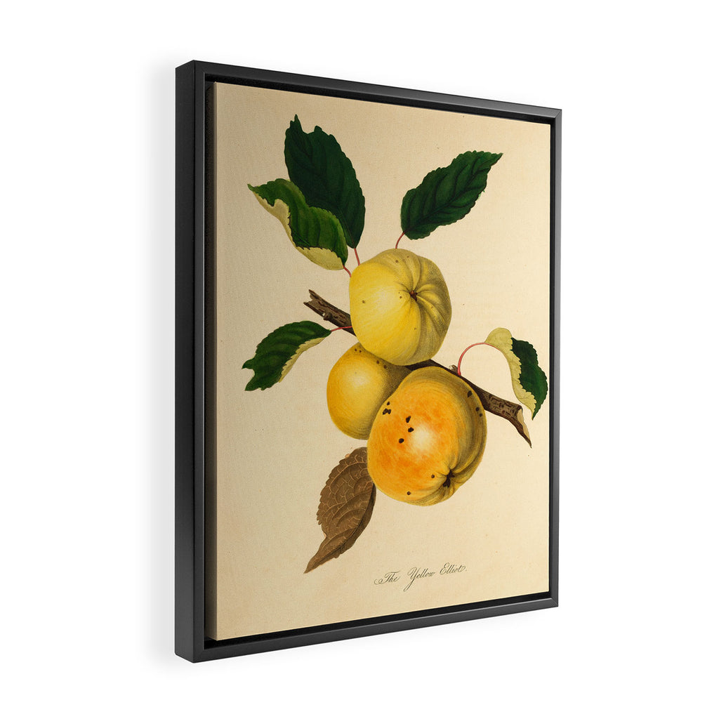 The Yellow Elliot Apple (1811) Framed Canvas Print Gallery Image 2