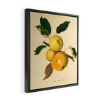 The Yellow Elliot Apple (1811) Framed Canvas Print Gallery Image 2