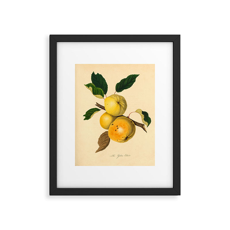 The Yellow Elliot Apple (1811) Framed Art Print Gallery Image 5