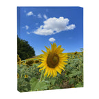 Thoughts of a Flower Canvas Print Gallery Image 6