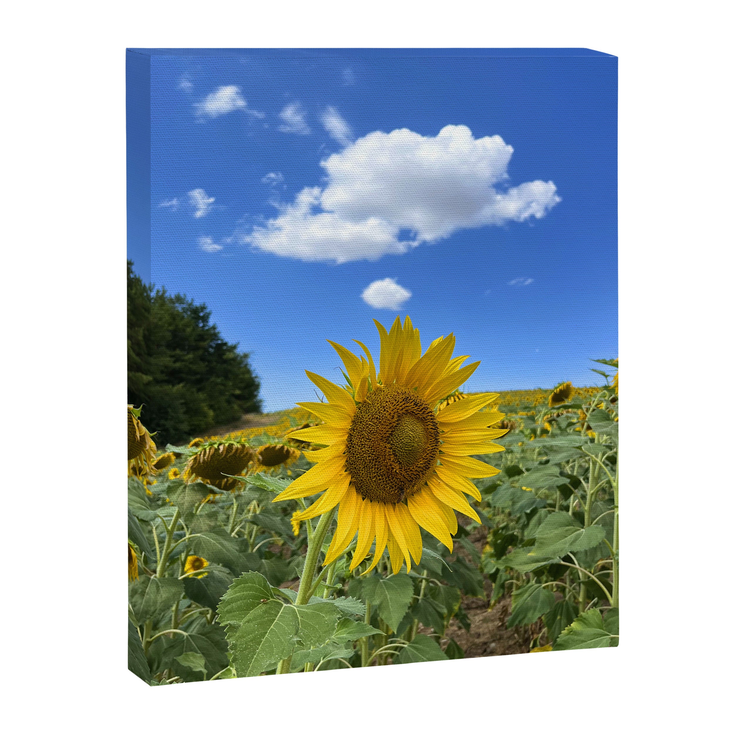 Thoughts of a Flower Canvas Print Gallery Image 6