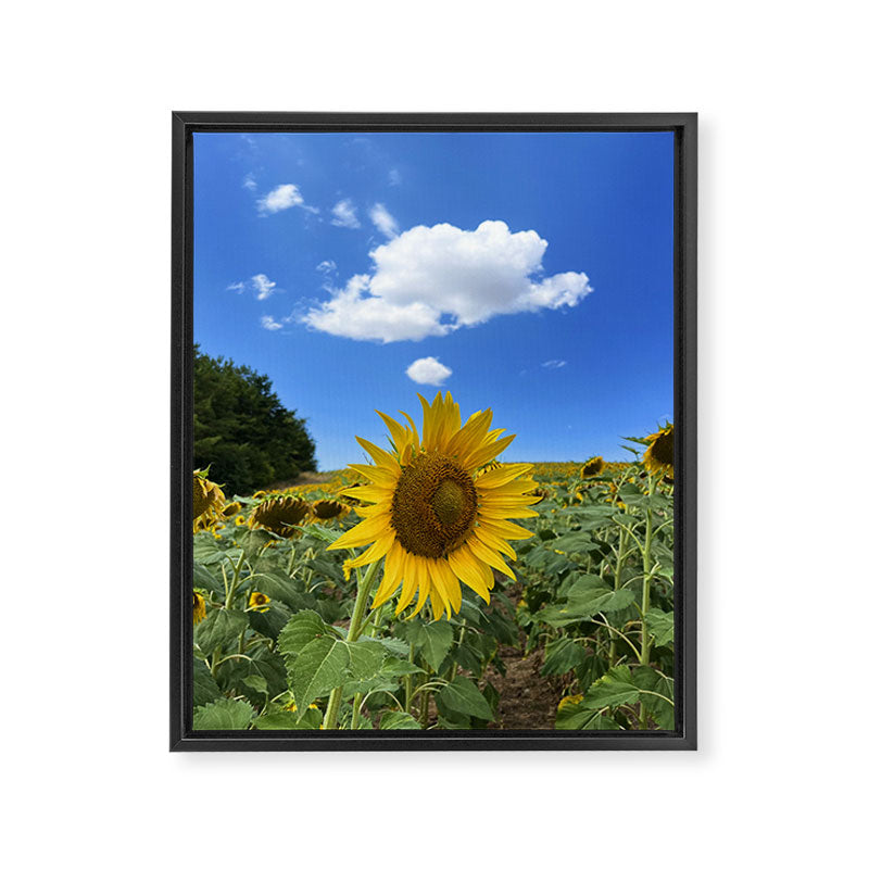 Thoughts of a Flower Framed Canvas Print Gallery Image 6
