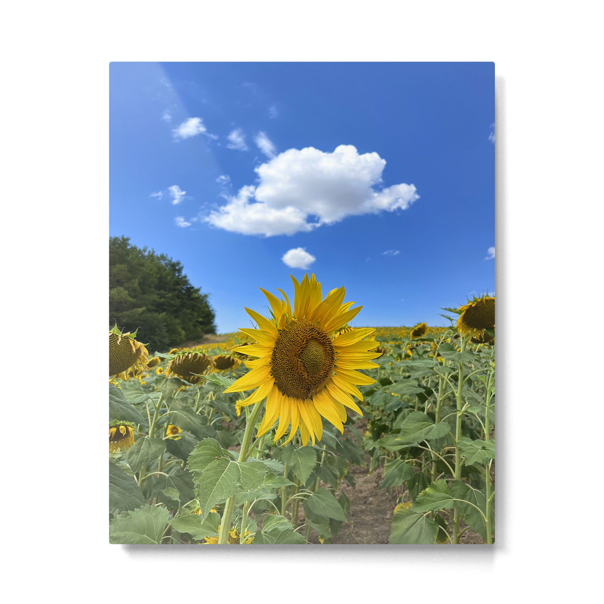 Thoughts of a Flower Metal Print Gallery Image 4