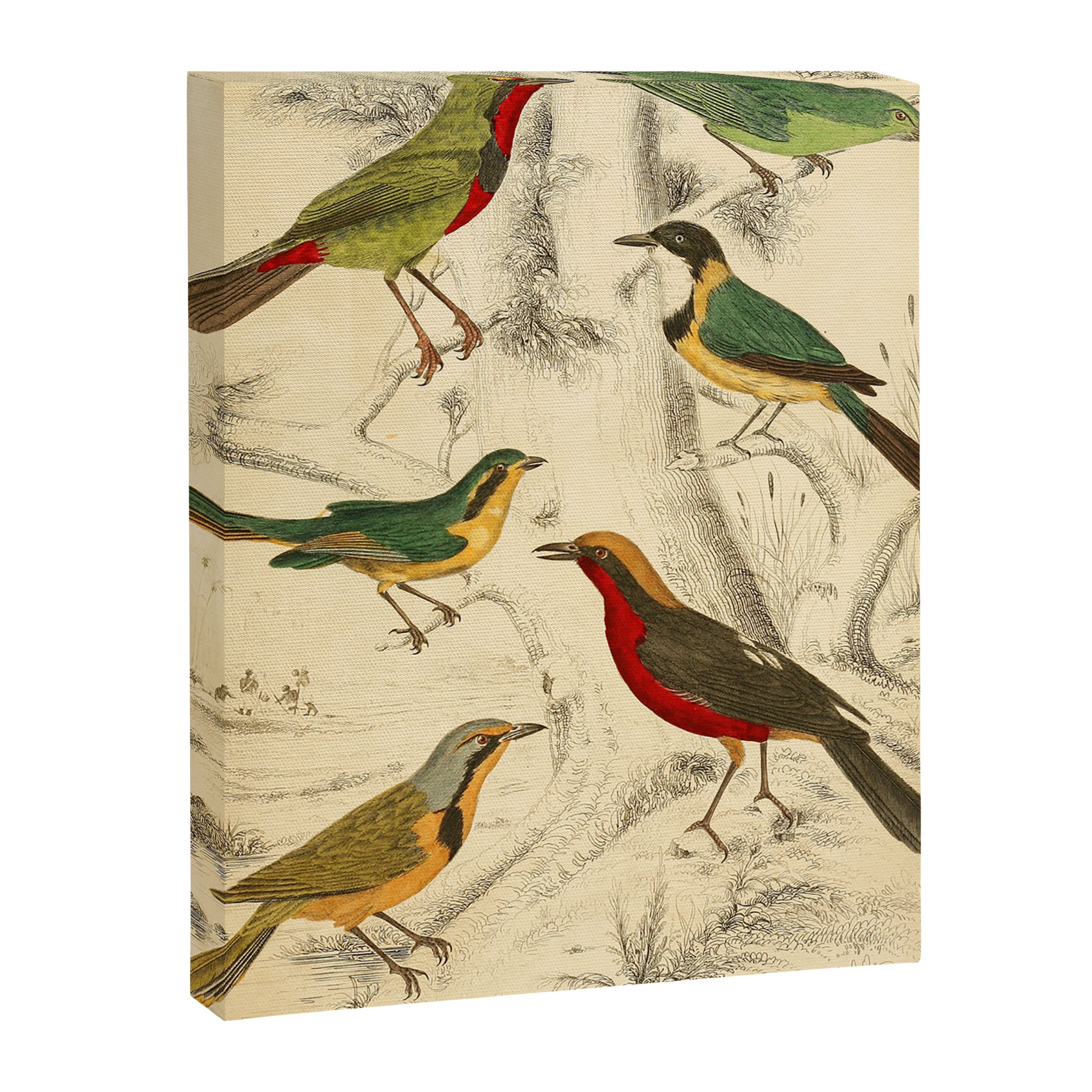 Thrush-shrikes from The Edinburgh Journal, 1835 (benefitting The Nature Conservancy) Canvas Print Gallery Image 6
