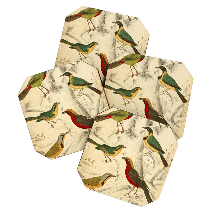 Thrush-shrikes from The Edinburgh Journal, 1835 (benefitting The Nature Conservancy) Coaster Gallery Image 1