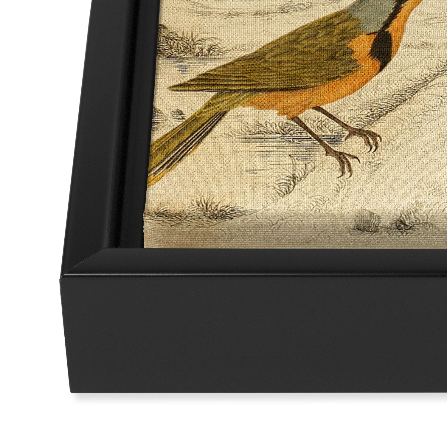 Thrush-shrikes from The Edinburgh Journal, 1835 (benefitting The Nature Conservancy) Framed Canvas Print Gallery Image 3