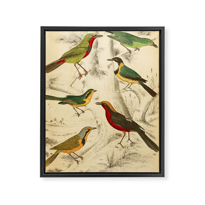 Thrush-shrikes from The Edinburgh Journal, 1835 (benefitting The Nature Conservancy) Framed Canvas Print Gallery Image 1