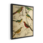 Thrush-shrikes from The Edinburgh Journal, 1835 (benefitting The Nature Conservancy) Framed Canvas Print Gallery Image 2
