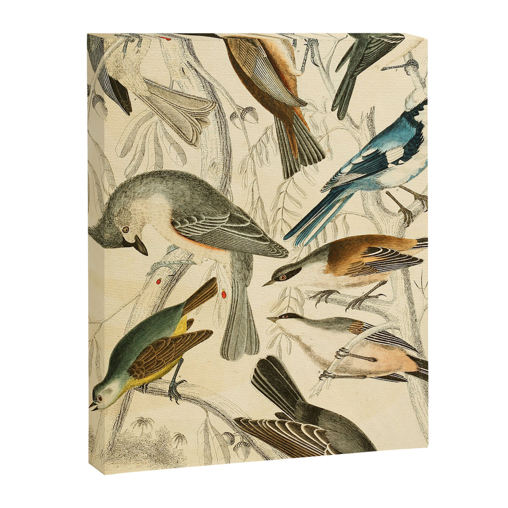 Titmice from The Edinburgh Journal, 1835 (benefitting The Nature Conservancy) Canvas Print Gallery Image 6