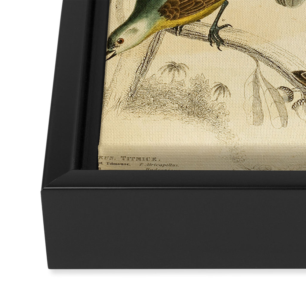 Titmice from The Edinburgh Journal, 1835 (benefitting The Nature Conservancy) Framed Canvas Print Gallery Image 3