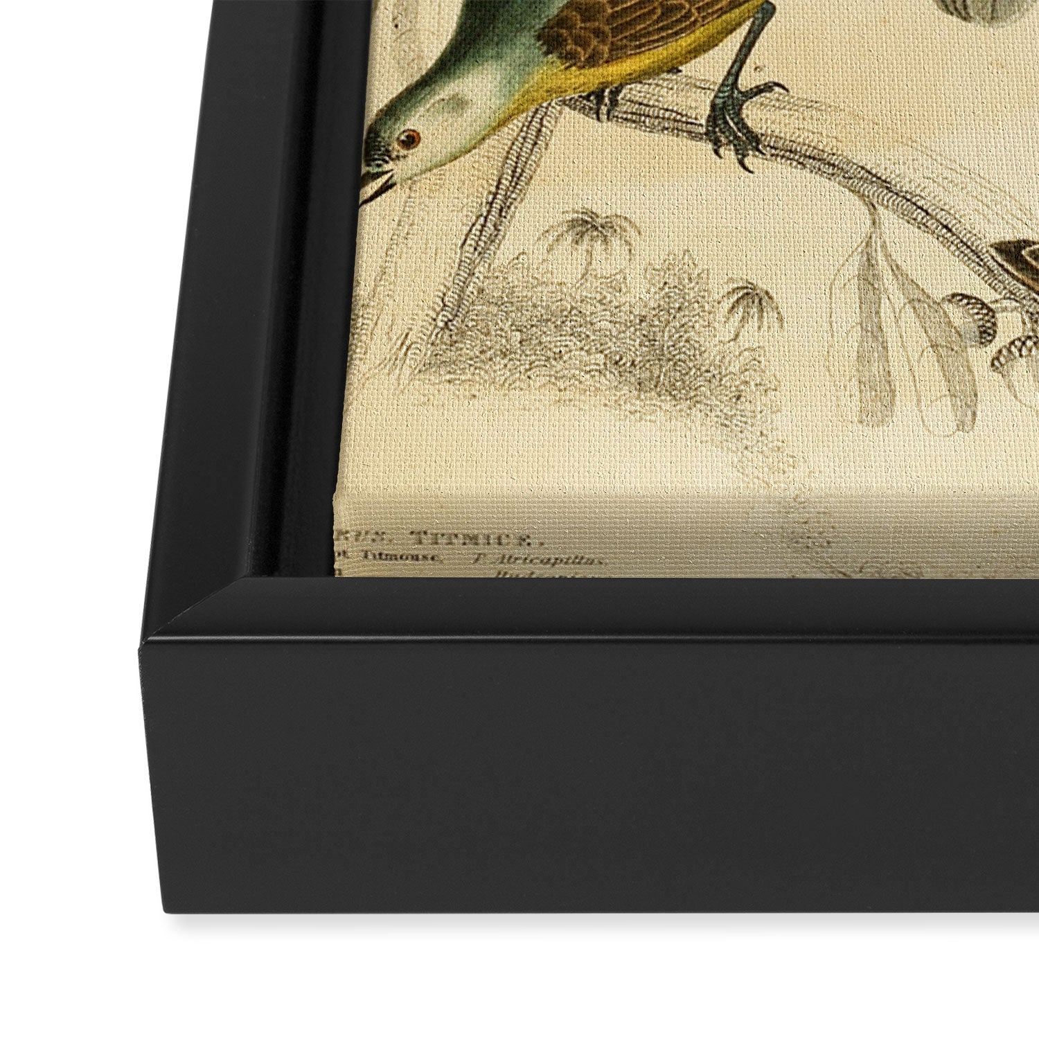 Titmice from The Edinburgh Journal, 1835 (benefitting The Nature Conservancy) Framed Canvas Print Gallery Image 3