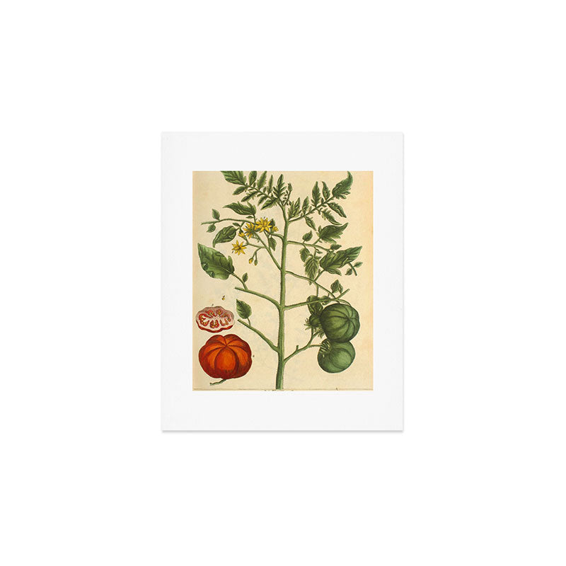 Tomato by Elizabeth Blackwell from "A Curious Herbal," 1737 (benefiting The Nature Conservancy) Art Print Gallery Image 1