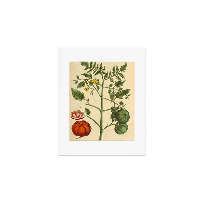 Tomato by Elizabeth Blackwell from "A Curious Herbal," 1737 (benefiting The Nature Conservancy) Art Print Gallery Image 1